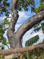 Curatella