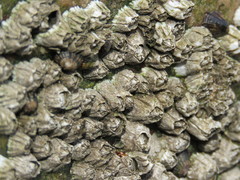 Balanus glandula