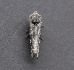 Lithomoia germana