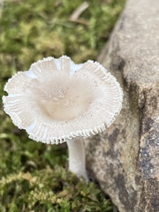 Amanita