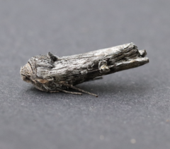 Lithomoia germana