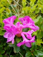 Rhododendron myrtifolium