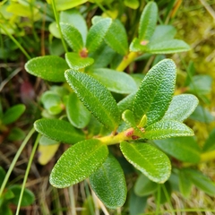 Rhododendron myrtifolium