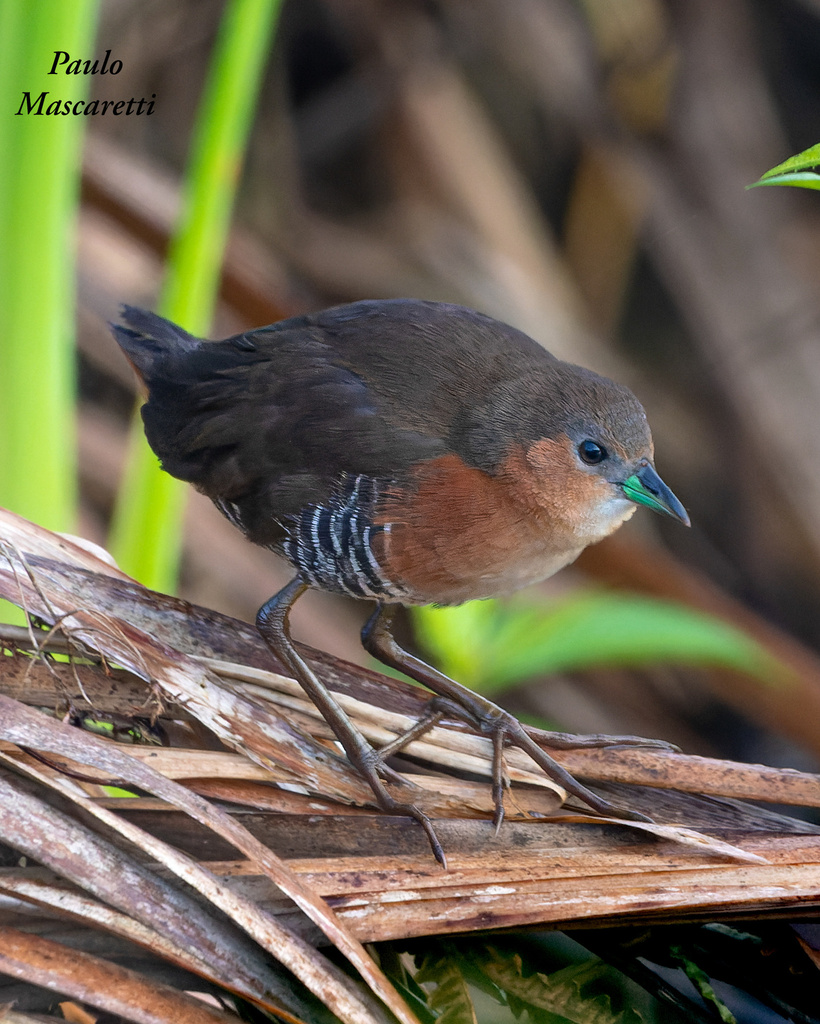 Laterallus Crakes