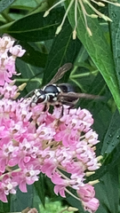 Dolichovespula maculata