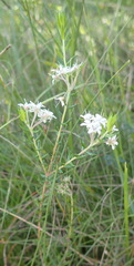 Agathosma acutissima