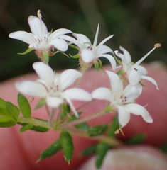 Agathosma acutissima