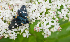 Zygaena ephialtes