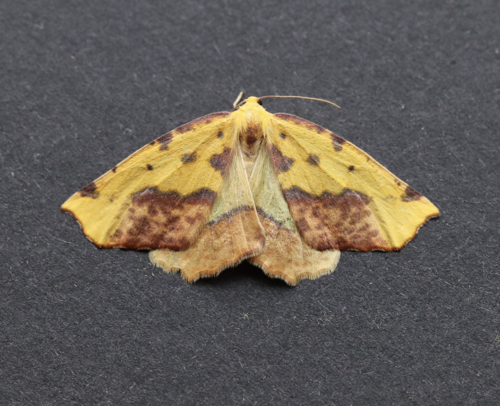 Sharp-lined Yellow photo 3