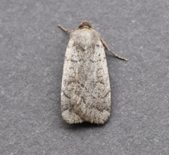 Protolampra rufipectus