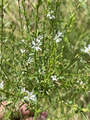 Lythrum lineare