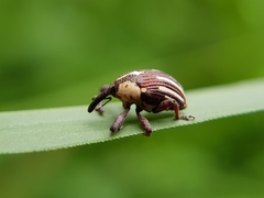 Sternuchopsis fabricii