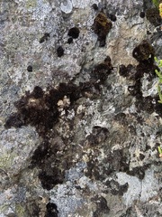 Grimmia longirostris