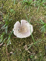 Russula