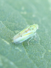 Neocoelidia compta