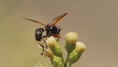 Physocephala segethi