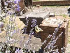 Iphiclides podalirius