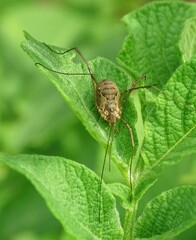 Rilaena triangularis