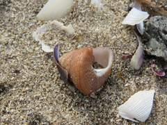 Calliostoma jucundum