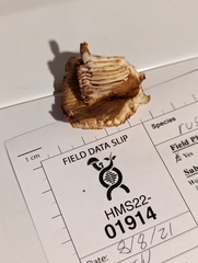 Russula amerorecondita