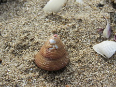 Calliostoma jucundum