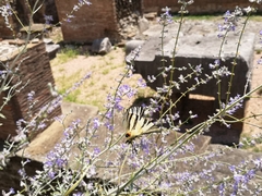 Iphiclides podalirius