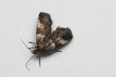 Acrobasis amplexella