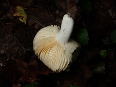 Russula pseudointegra