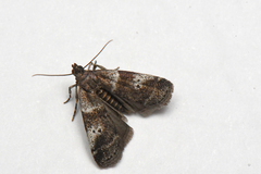 Acrobasis amplexella