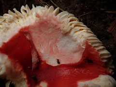 Russula pseudointegra