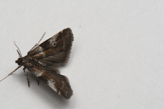 Acrobasis amplexella