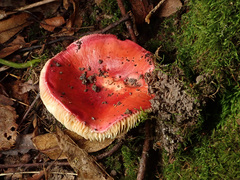 Russula pseudointegra
