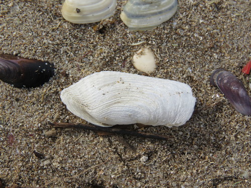 Barnea lamellosa