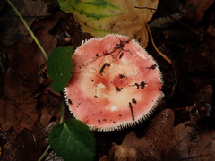 Russula pseudointegra