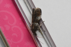 Acrobasis amplexella