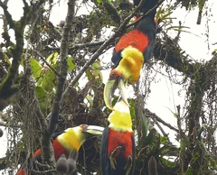 Ramphastos dicolorus
