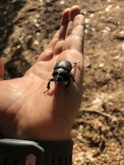 Lucanus mazama