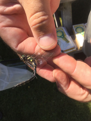 Somatochlora elongata