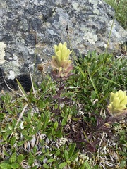 Castilleja hyperborea