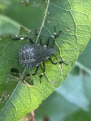 Halyomorpha halys