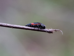 Acmaeodera stictipennis