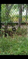 Accipiter cooperii