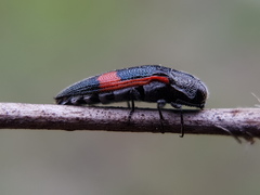 Acmaeodera stictipennis