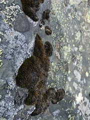 Grimmia longirostris