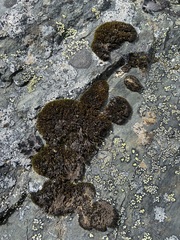 Grimmia longirostris