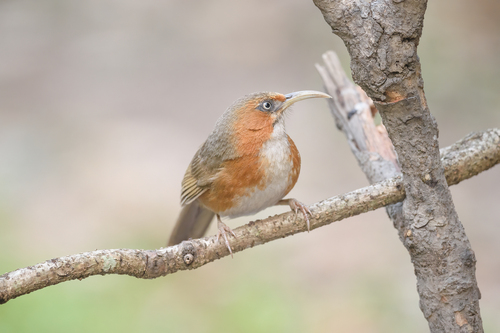 Rusty-cheeked Scimitar Babbler (Erythrogenys erythrogenys), photo 10