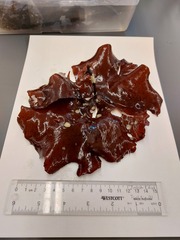 Constantinea subulifera