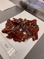 Constantinea subulifera