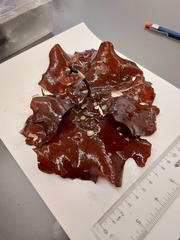 Constantinea subulifera