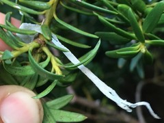 Diplodactylidae